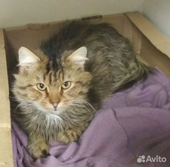 Котик в добрые руки