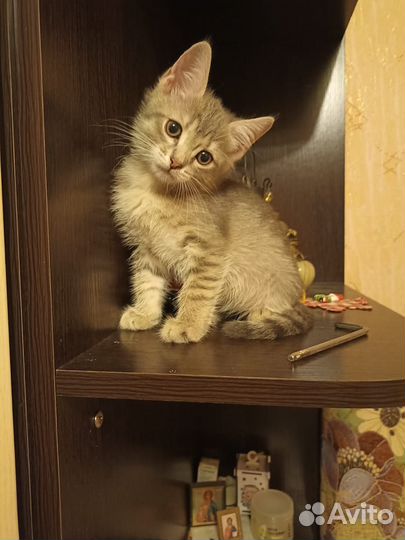 Кошки в добрые руки