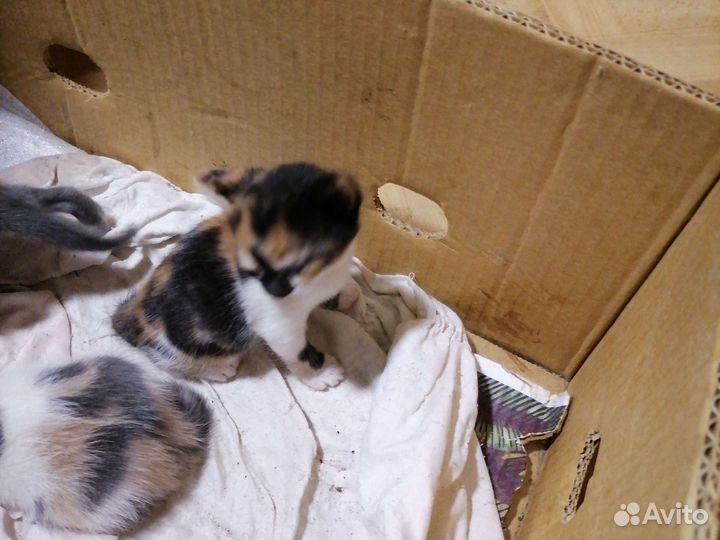 Отдам в добрые руки котят от мамы крысыловки