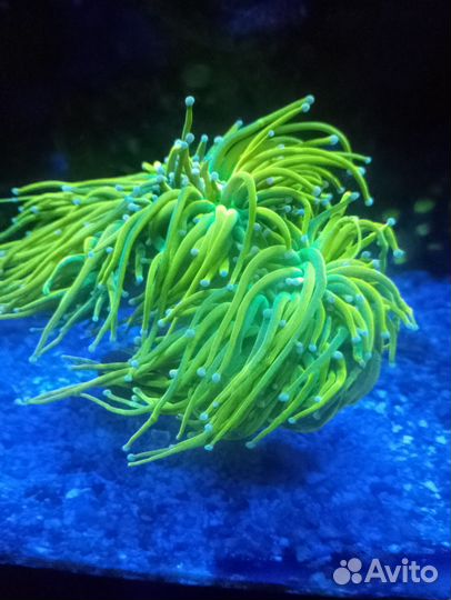 Морские кораллы