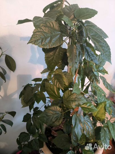 Цветы фикус роза китайская
