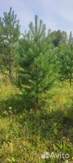 Ели и сосны живые новогодние