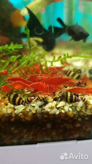 Креветки chery, улитки хелена