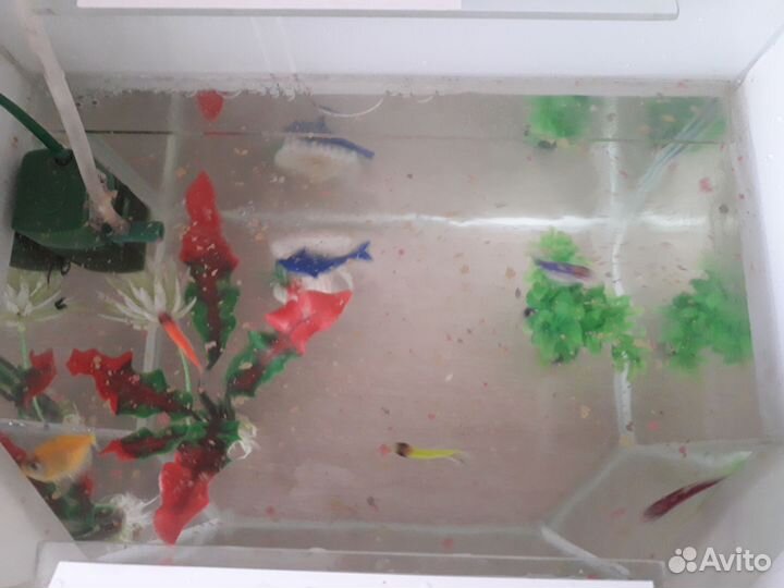 Аквариум