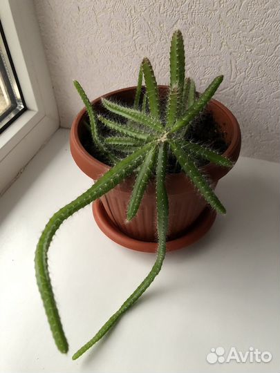 Кактусы и суккуленты