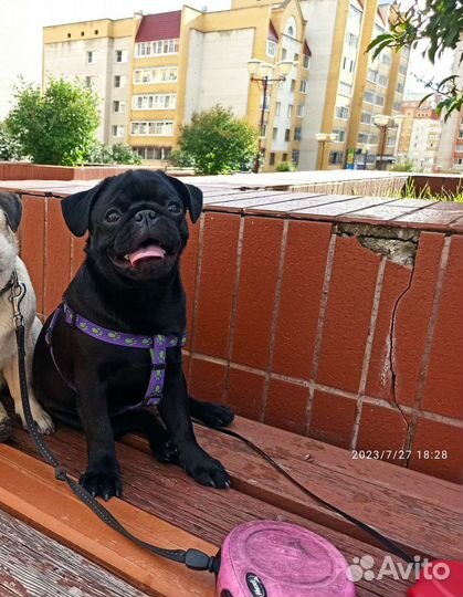 Щенки мопса