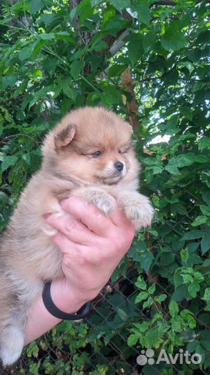 Щенки шпица редкого окраса