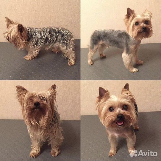 Стрижка собак в Новоселье