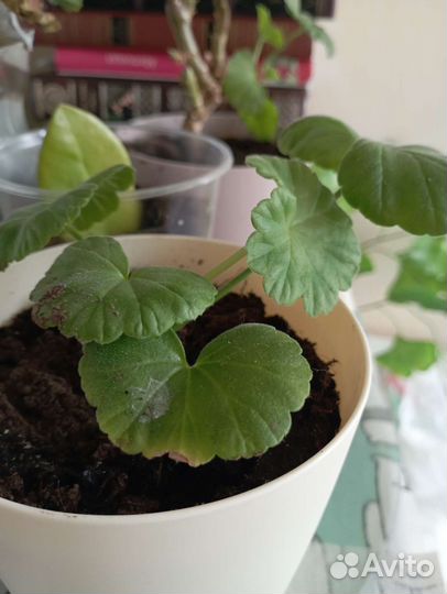 Пеларгония герань сортовая