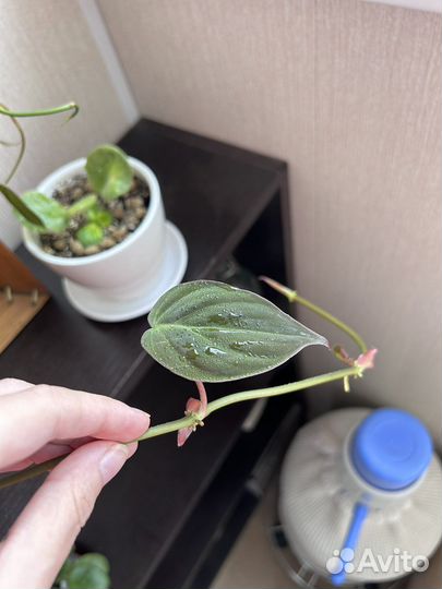 Филодендрон Сканденс Миканс