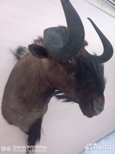 Чучела африканских животных