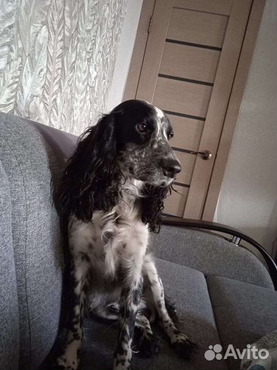 Щенок спаниеля