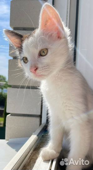 Котятя ручные