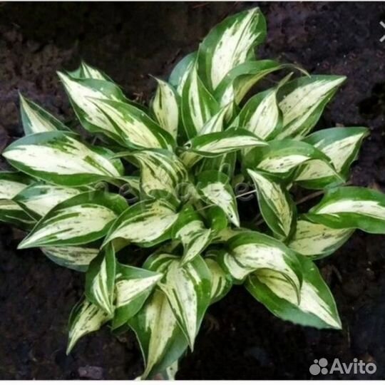 Хосты 7 Мини