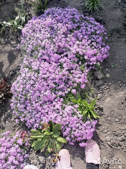 Флокс шиловидный