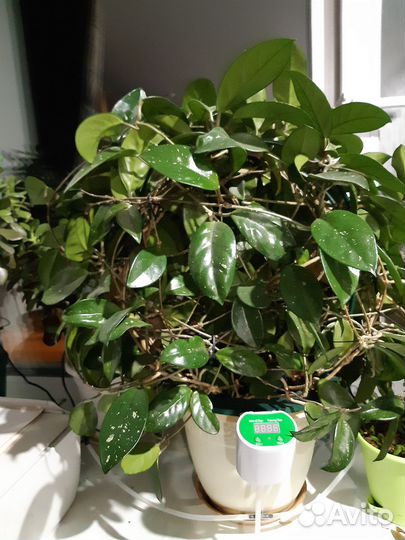 Комнатные цветы