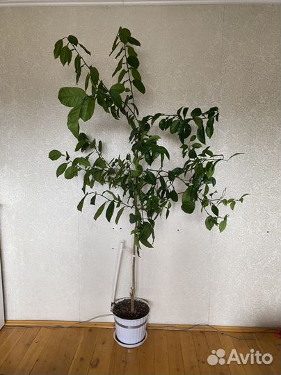 Комнатный цветок лимон 2м Подарок на др