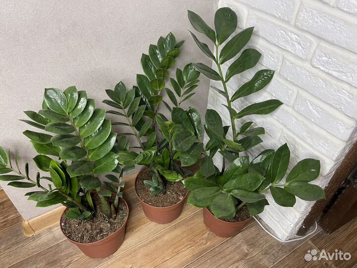 Замиокулькас долларовое дерево комнатные цветы