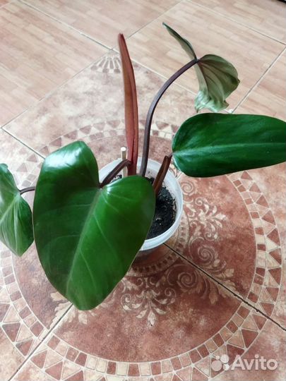 Филодендрон