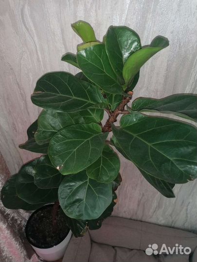 Фикус лирата бамбино