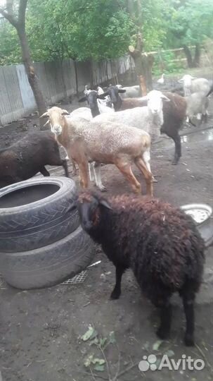 Продаются овцы и бараны звонить