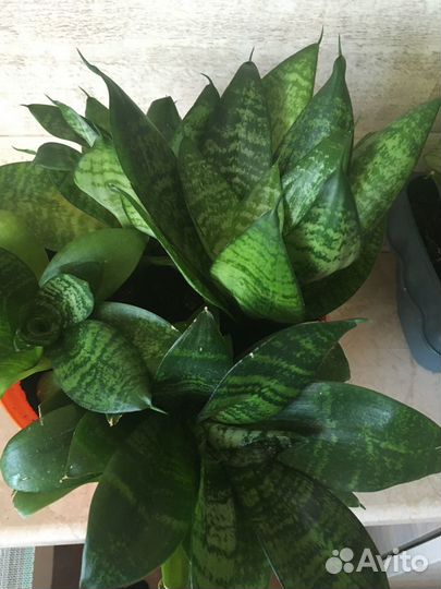 Цветы для радости