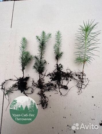 Зкс и окс Сосна Ель Лиственница сеянцы Голуб горн