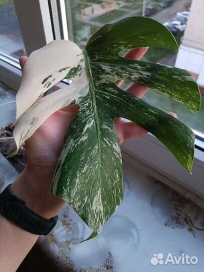 Монстера вариегатная Альба