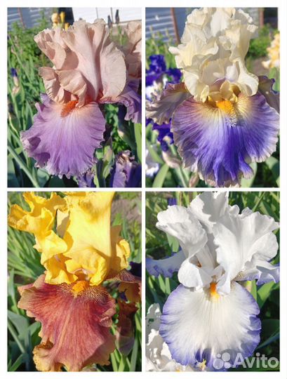 Продам Ирисы