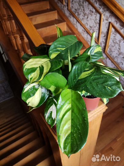 Калатея лубберса