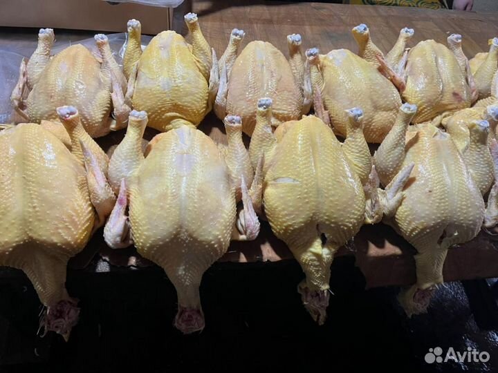 Куры домашние