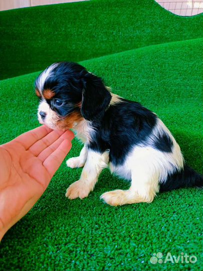 Кавалер спаниель Плюшечка