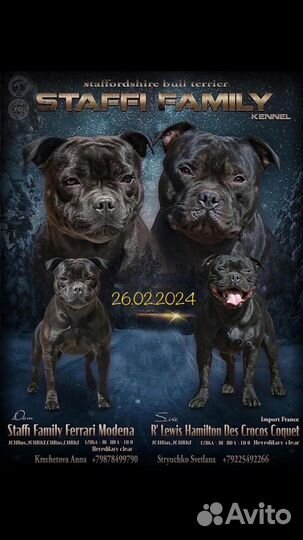 Малыши стаффордширского бультерьера