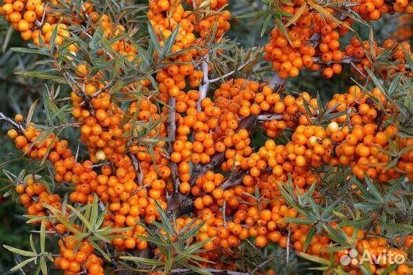 Облепиха ягоды