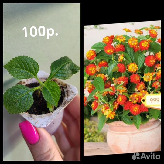 Комнатные растения и цветы для сада