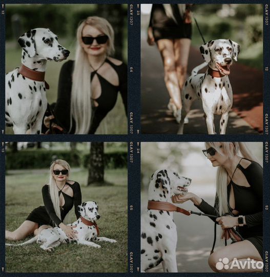 Фотосессия с далматином