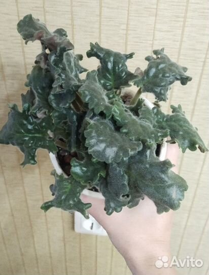 Фиалка Сады Магараджи