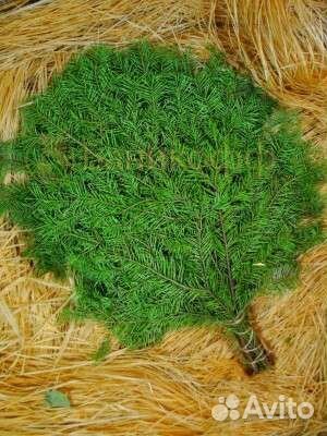 Пихтовые веники, веники для бани