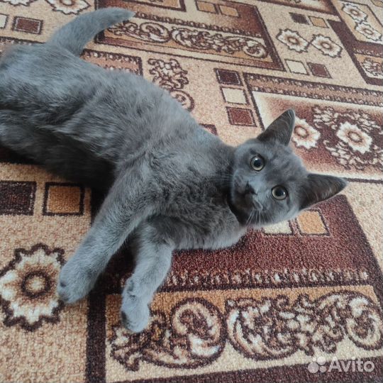 Кот в добрые руки