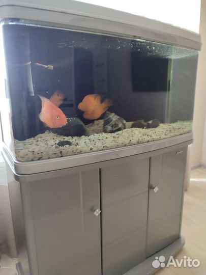 Аквариум с тумбой на 240 л