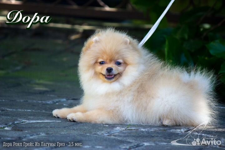 Щенки померанского шпица