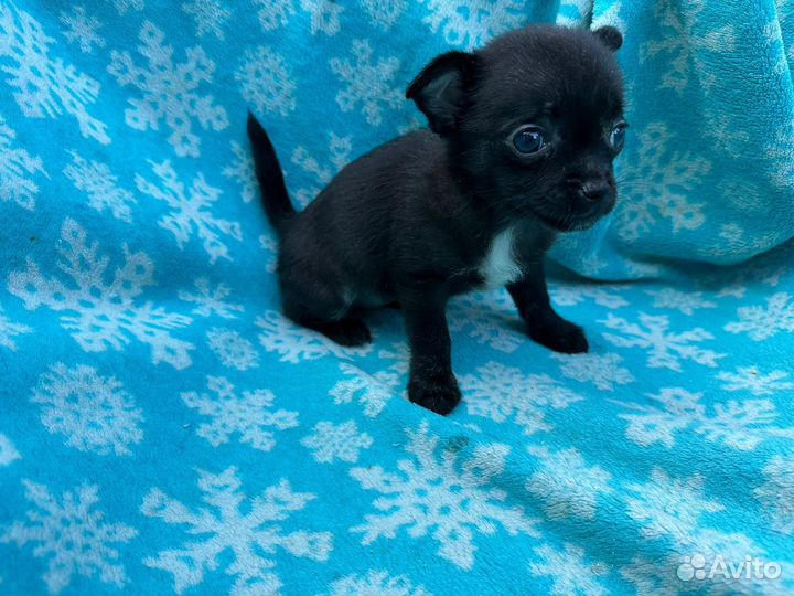 Чихуахуа мини девочка щенок