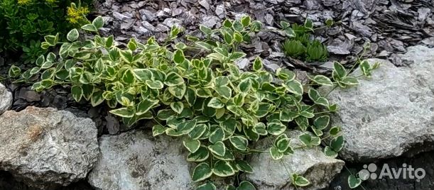 Барвинок вечнозеленый вариегата