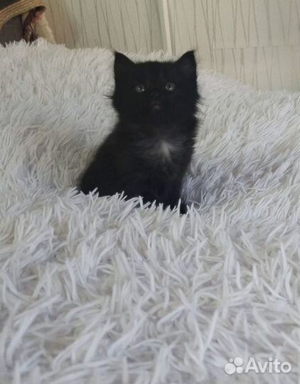 Черный котенок