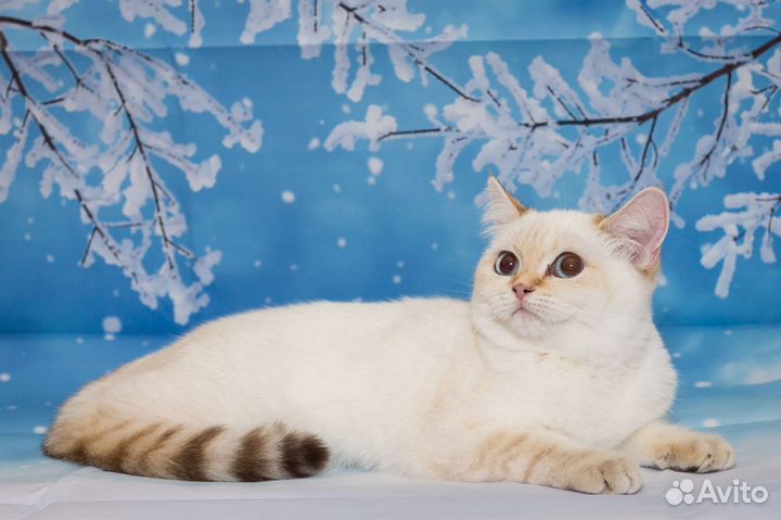 Британский кот Ny 1133 с родословной Вязка