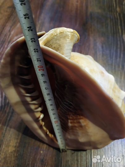 Большая морская раковина