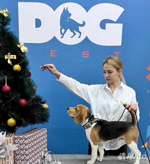 Услуги кинолога