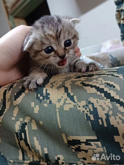 Вислоухие котята