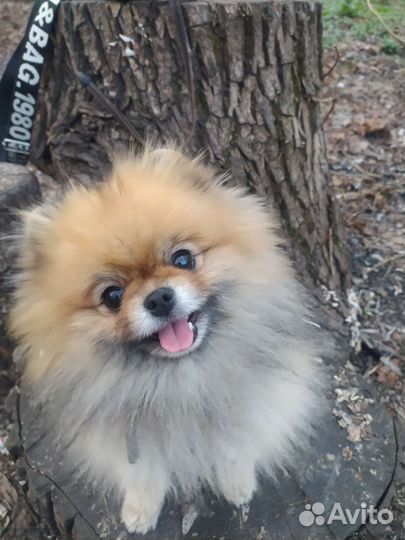 Померанский шпиц медвежьего типа