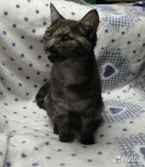Котенок в добрые руки